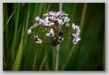 Flowering rush