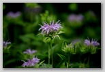 Wild bergamot