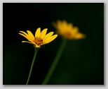 Oxeye