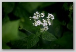 White snakeroot