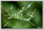 Stinging nettle