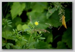 Rough cinquefoil