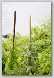 Common mullein next to last year's gowth, now overgrown with bindweed