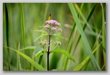 Sweet-scented joe pye weed