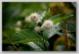 Buttonbush