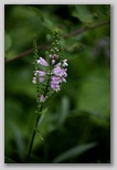 False dragonhead