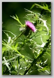 Bull thistle