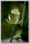 Teasel