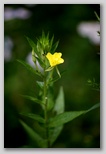 Evening primrose