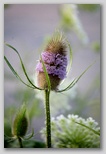 Teasel