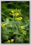 Fringed loostrife