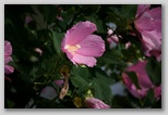 Rose Mallow