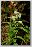 Boneset