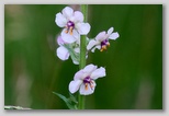 Moth Mullein