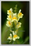 Common Toadflax