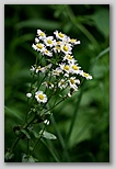 Common fleabane