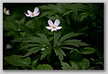 Canada anenome