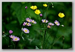 Common fleabane