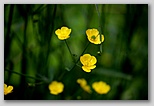 Buttercups