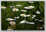 Ox eye daisy