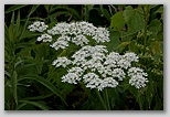 Cow parsnip