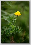 Birdsfoot trefoil