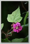 A mallow of some sort?