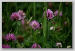 Red clover