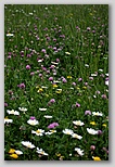 Field of daisies, clover and trefoil