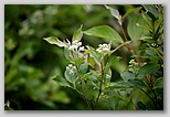 Gray Dogwood