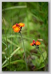 Fox-and-cubs