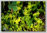 Mossy stonecrop