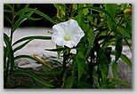 Hedge bindweed