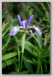 Blue Flag Iris