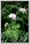 Crown vetch