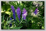 Cow vetch