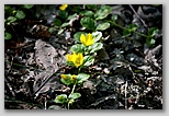 Moneywort