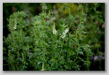 White sweet clover