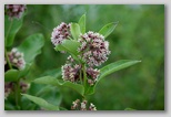 Milkweed