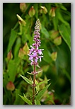 Marsh hedge nettle