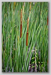 Cattail