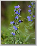 Viper's bugloss