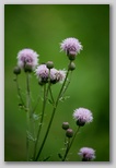 Canada thistle