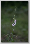 Moth Mullein