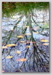 Autumn tree, reflected