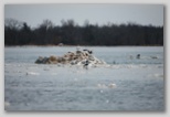 Gulls on ice in the Niagara April 2009