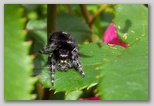 Daring jumping spider