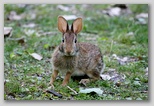 A Curious Cottontail Rabbit