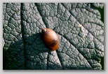 Oval Amber Snail