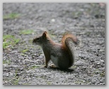 American red squirrel